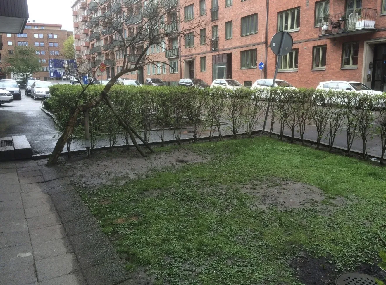 Sliten gräsyta innanför en häck vid ett flerbostadshus
