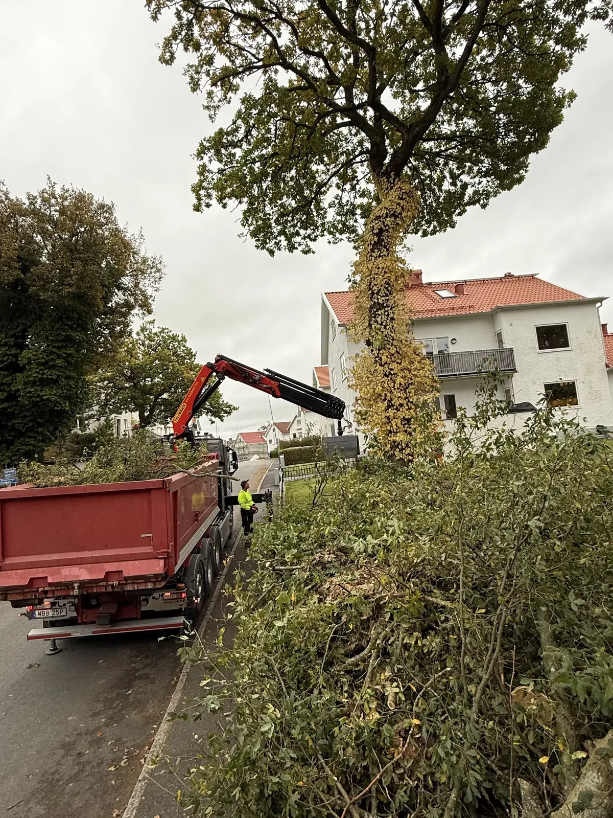 Kranbil lastar grenar och ris efter trädfällning