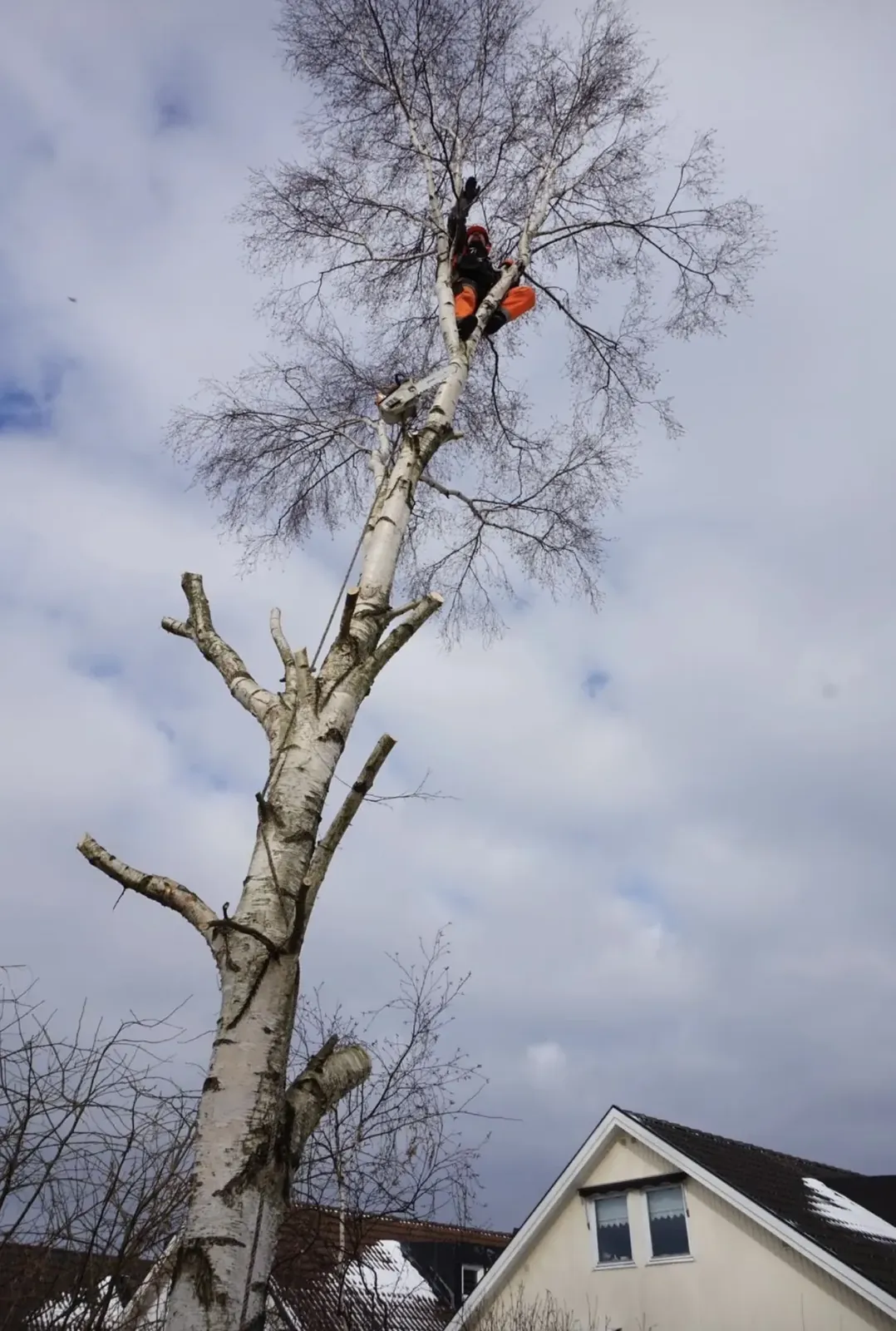 Arborist uppe i en björk under fällning