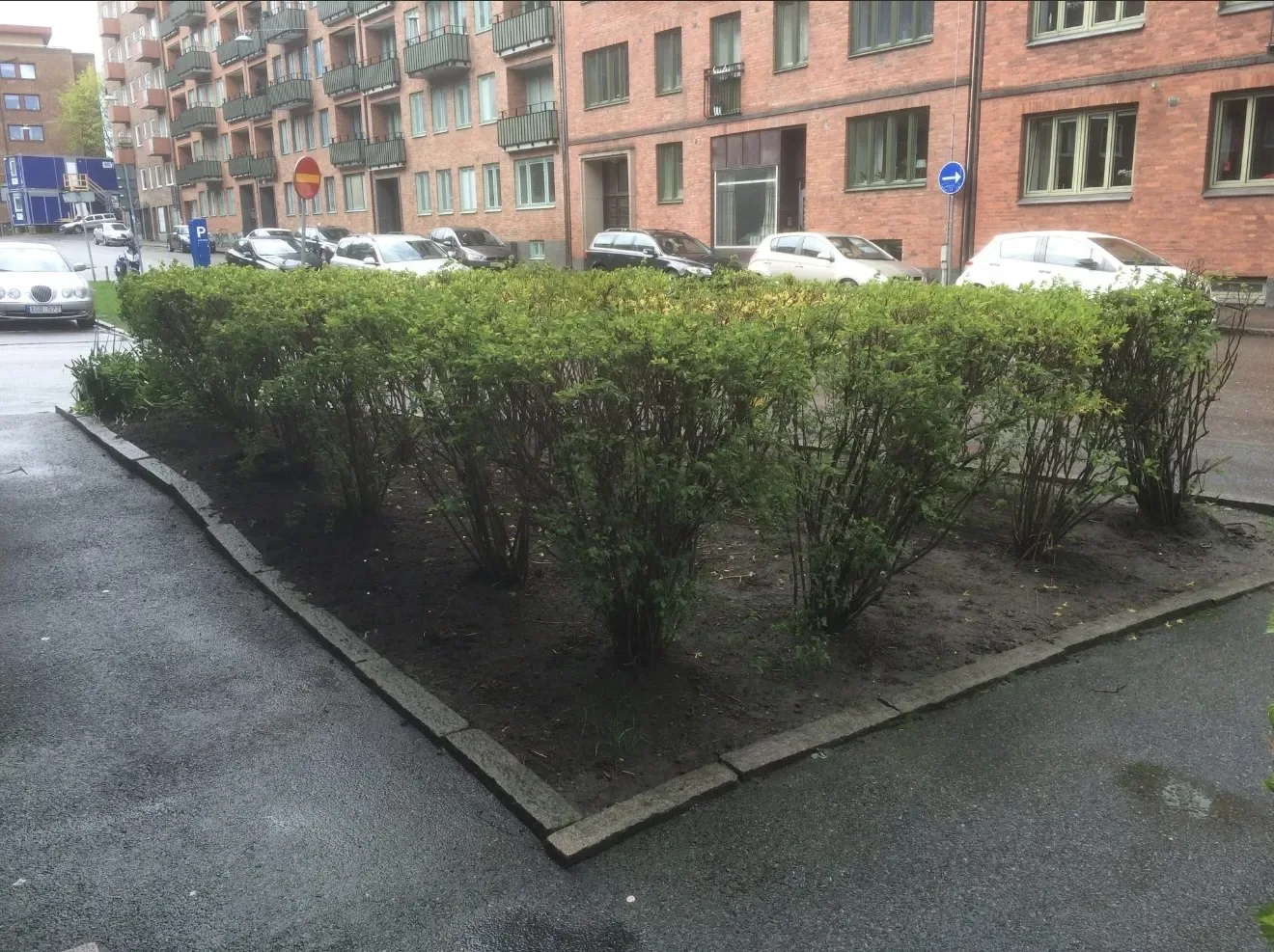 Igenvuxen rabatt med buskar vid en trottoar