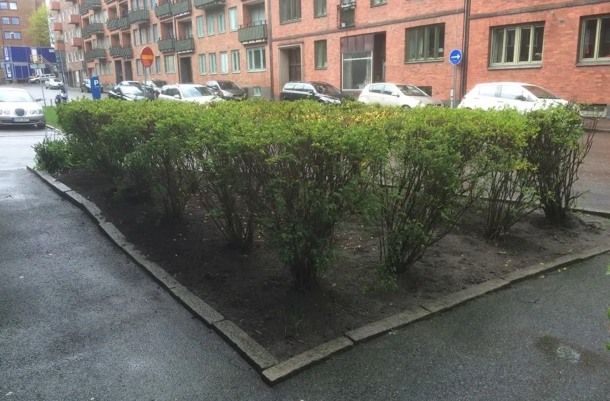 Klippt häck och rabatt vid ett flerbostadshus i stan