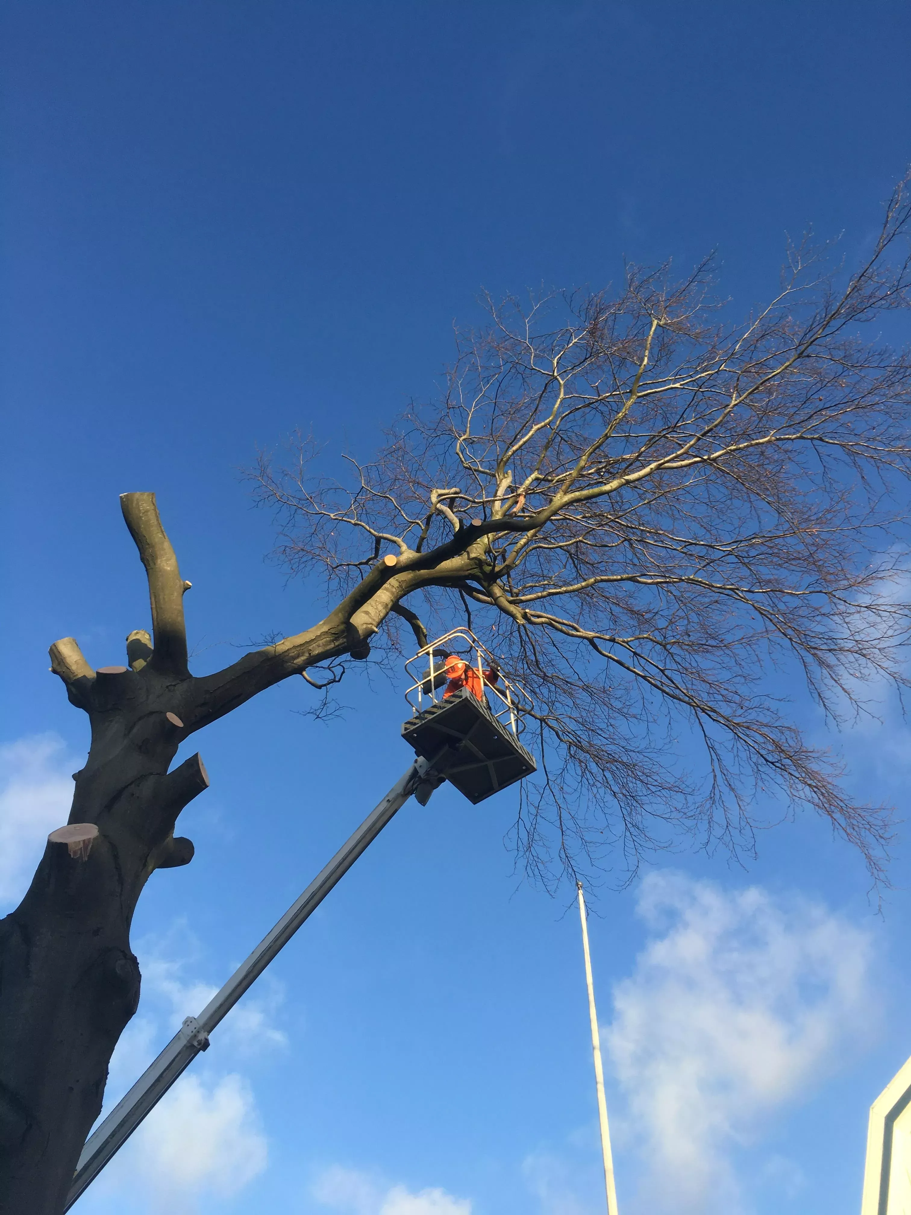 Arborist i skylift beskär ett stort träd mot blå himmel