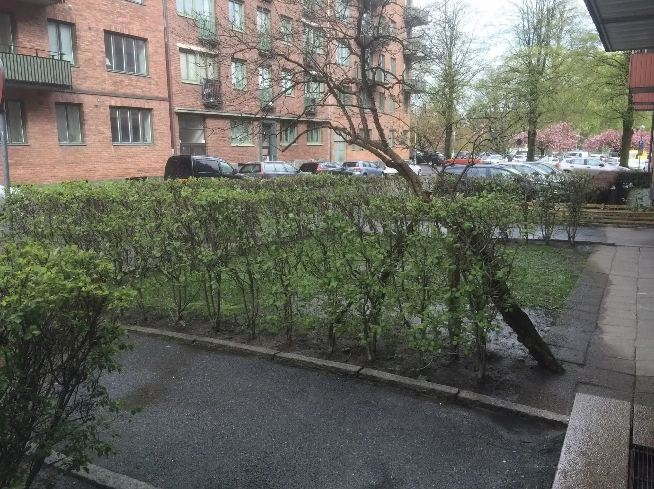 Öppen gräsyta med buskar vid ett flerbostadshus innan arbetet