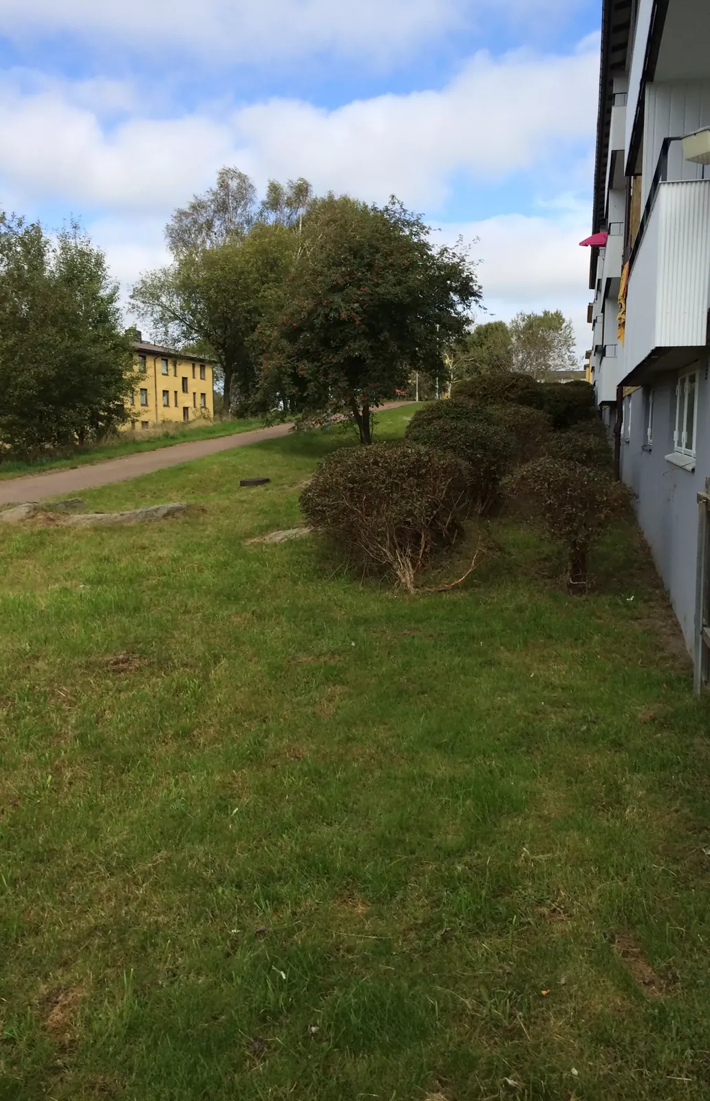 Igenvuxna buskar på gräsytan vid ett flerbostadshus