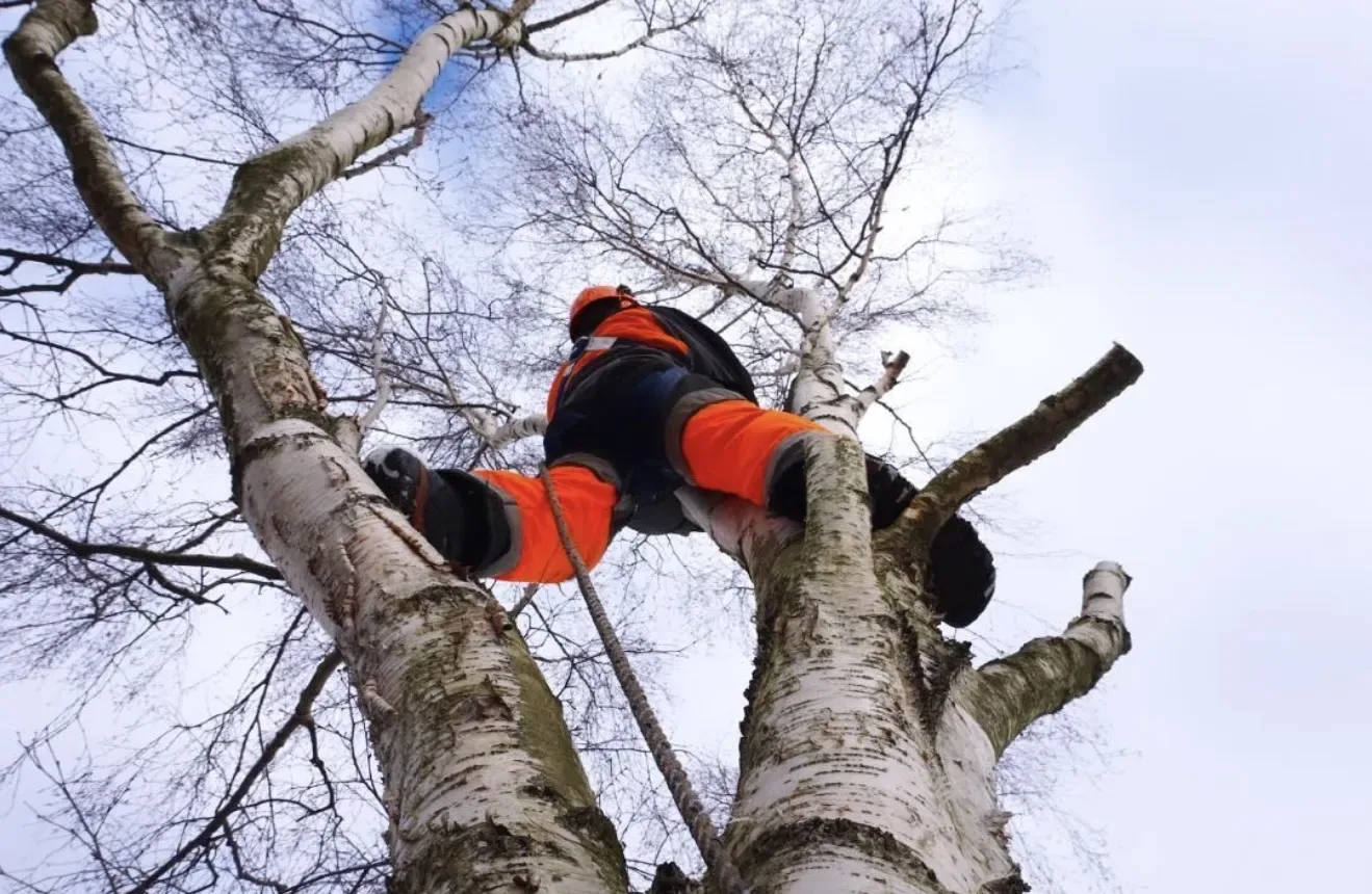 Arborist klättrar i en björk, sedd underifrån