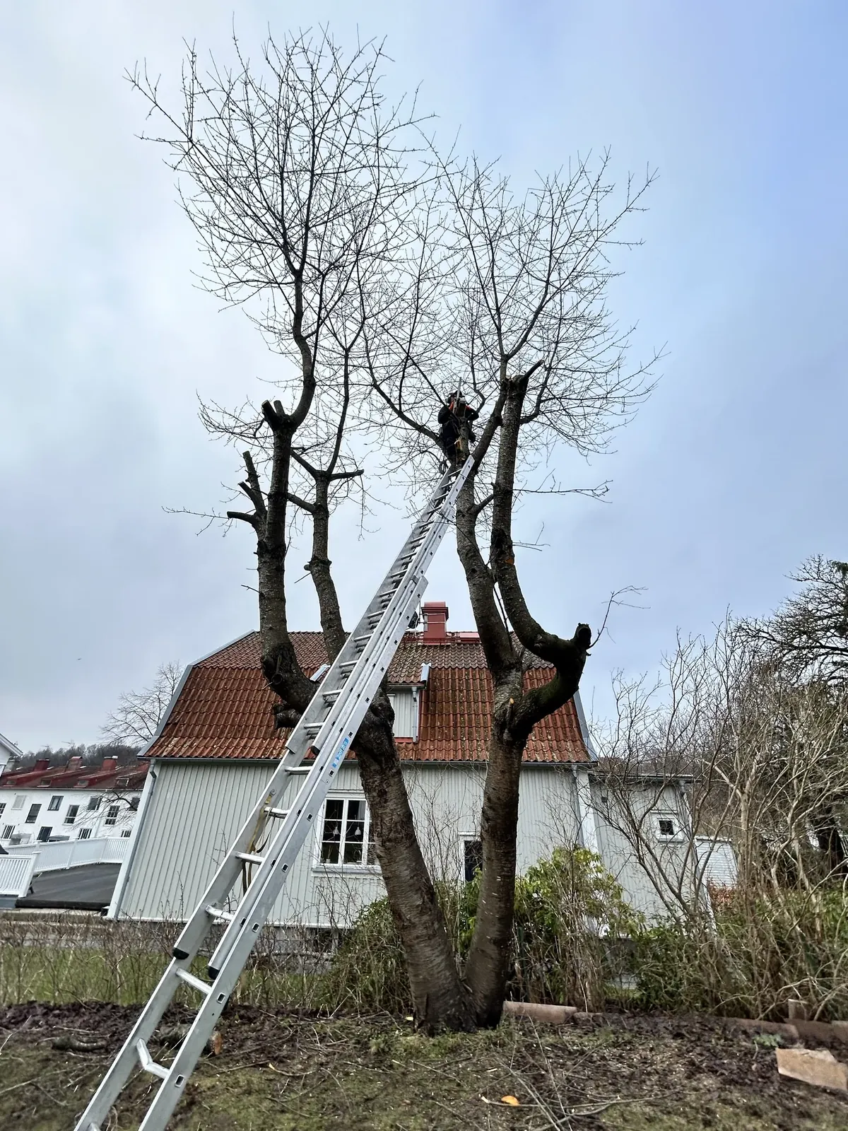 Arborist på stege beskär ett stort träd
