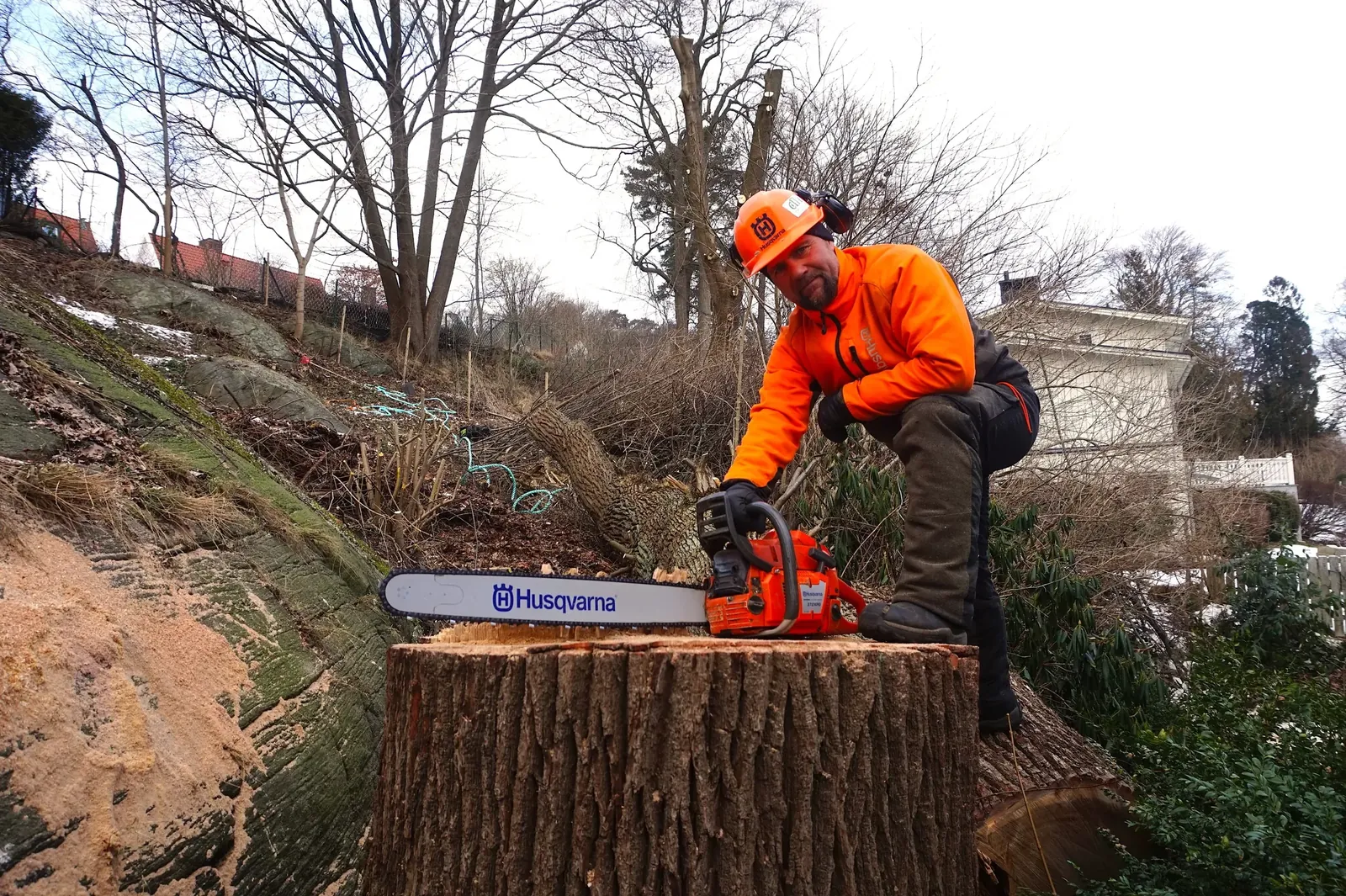 Arborist med motorsåg vid en nyfälld trädstam